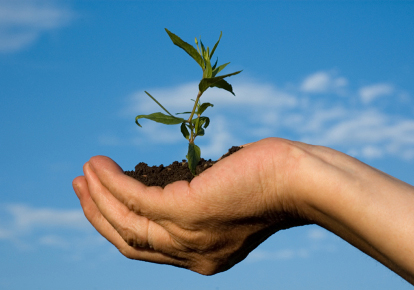 small-tree-in-hand